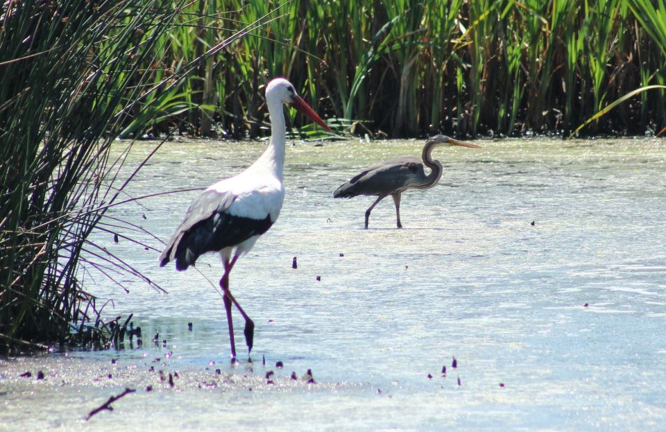 Ria De Aveiro: Birdwatching Tour (Full Day) - Key Points