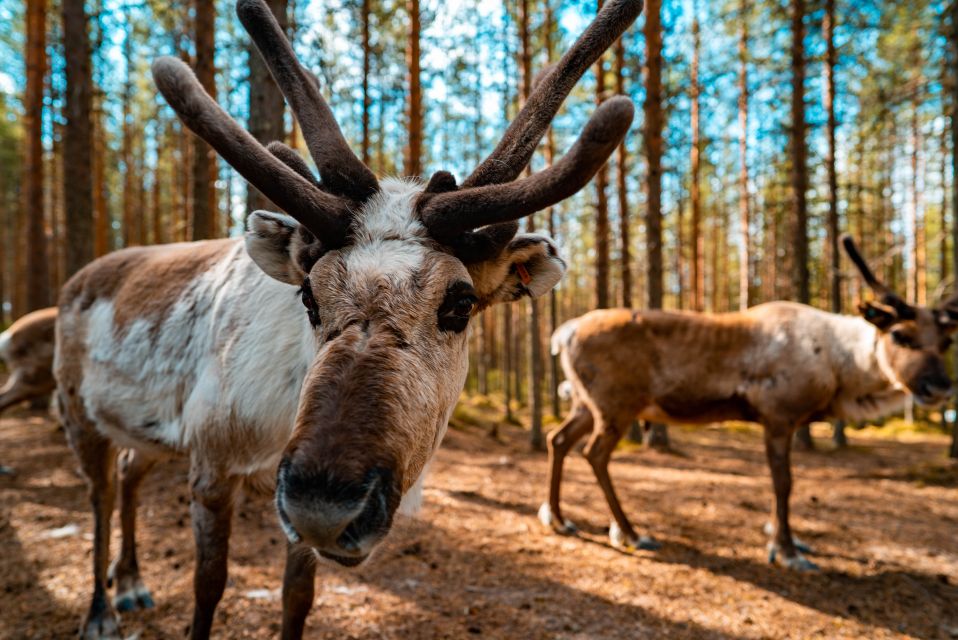 Rovaniemi: Quad Bike Safari, Reindeer & Husky Farm Visit - Key Points