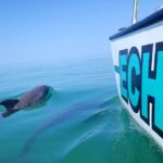 Shallow Water Snorkeling And Dolphin Watching In Key West Overview Of The Experience