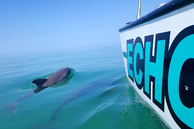 Shallow Water Snorkeling and Dolphin Watching in Key West - Overview of the Experience