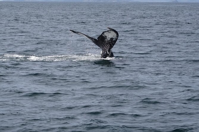 St. John'S Small Group Tour With Iceberg Quest Boat Cruise - Key Points