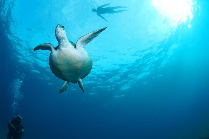 Tenerife Turtle and Snorkel Tour From Costa Adeje - Participant Requirements and Restrictions