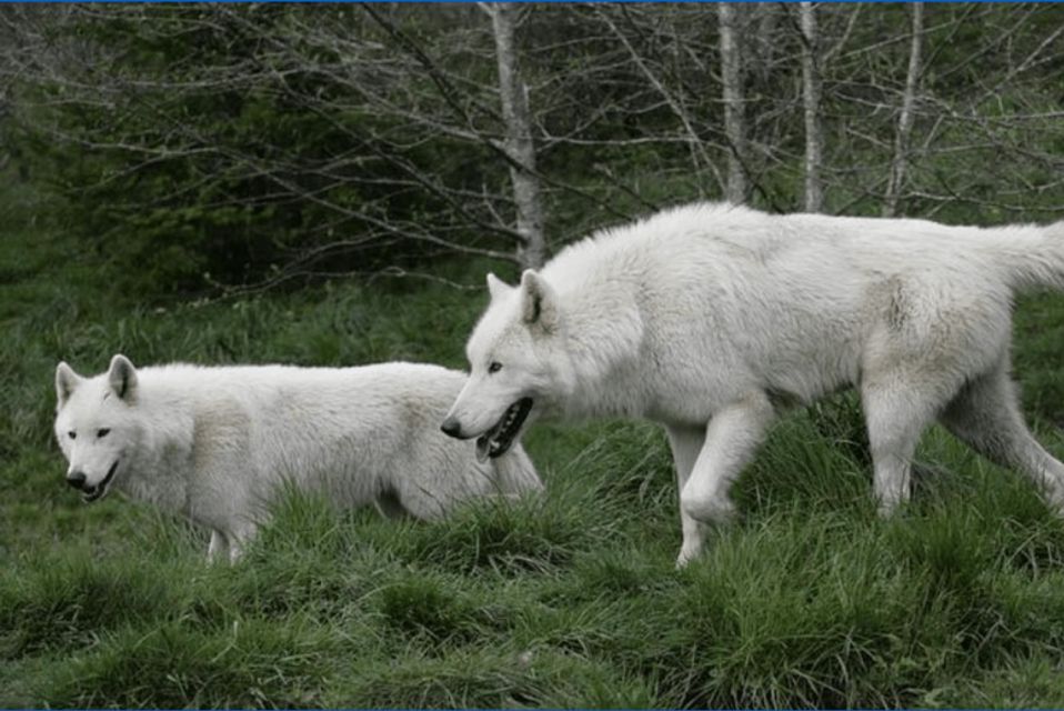 Tidewater: White Wolf Sanctuary Tour and Presentation - Key Points