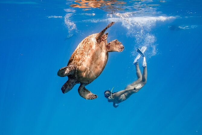 Turtle Canyon Snorkel (Semi Private Boat Tours) - Key Points