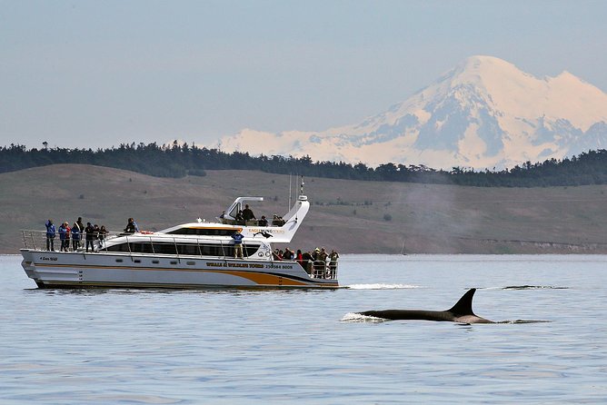 Victoria Whale and Wildlife Cruise - Key Points