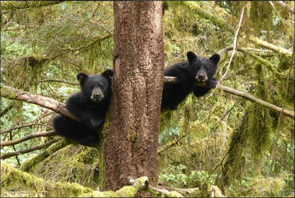 Wrangell: Anan Bear and Wildlife Viewing Adventure - Key Points