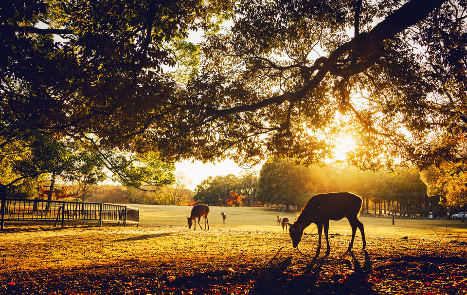 1 Day Kyoto to Nara: Penetrate Into Japanese Ancient Culture - Key Points