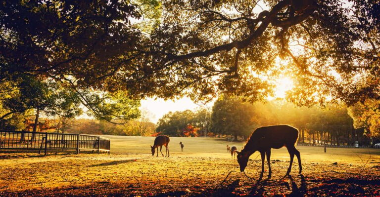 1 Day Kyoto To Nara: Penetrate Into Japanese Ancient Culture Tour Overview And Pricing