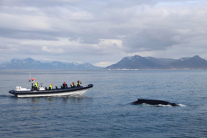 2-Hour RIB Boat Whale Watching Tour From Reykjavik - General Information