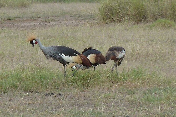 3 Day Maasai Mara Shared Safari Inclusions And Offerings