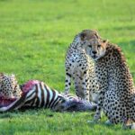 3 Days, 2 Night Amboseli Safari Inclusions