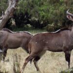 3 Days Bale Mountains Trekking Overview Of Bale Mountains