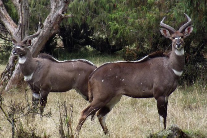 3 Days Bale Mountains Trekking - Overview of Bale Mountains