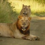 3 Days Durban Safari Tour Package Durban Safari Tour Highlights