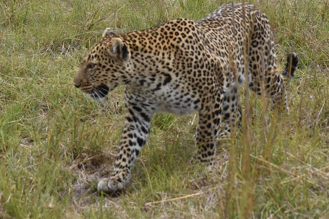 3 Days Gamedrive Safari In Masai Mara From Nairobi Overview Of The 3 Day Safari