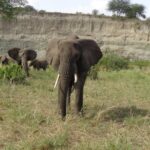 3 Days Lake Manyara, Ngorogoro Crater, Tarangire National Park Overview Of The Safari Tour