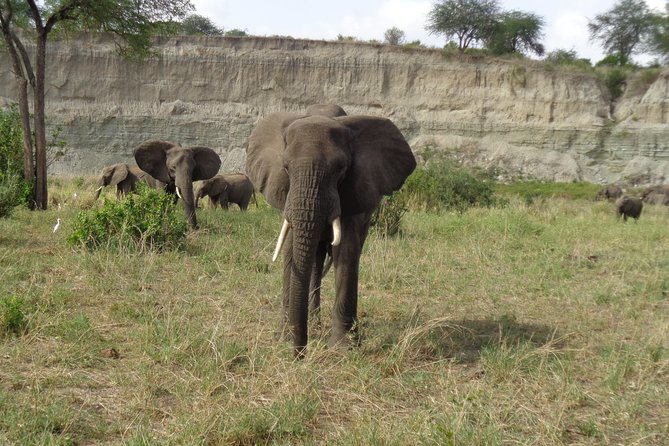 3 Days Lake Manyara, Ngorogoro Crater, Tarangire National Park - Overview of the Safari Tour