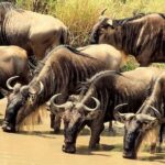 3 Days Masai Mara Camping Safari Package Inclusions