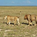 3 Days Safari Tsavo East And Taita Hills (saltlick Lodge) Accommodation At Saltlick Lodge