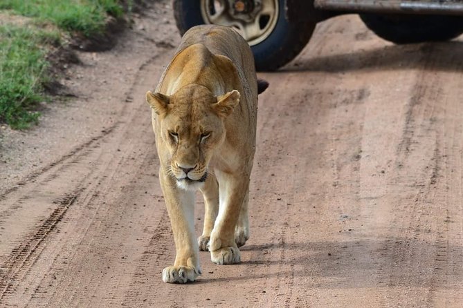 3 Days Serengeti & Ngorongoro Tour - Itinerary