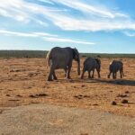 4 Day Addo To Karoo Safari Tour Highlights