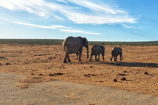 4 Day Addo to Karoo Safari - Tour Highlights