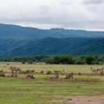 4 Day Tanzania Safari Safari Itinerary