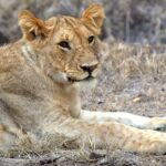 4 Days Masai Mara Camping Safari Tour Overview