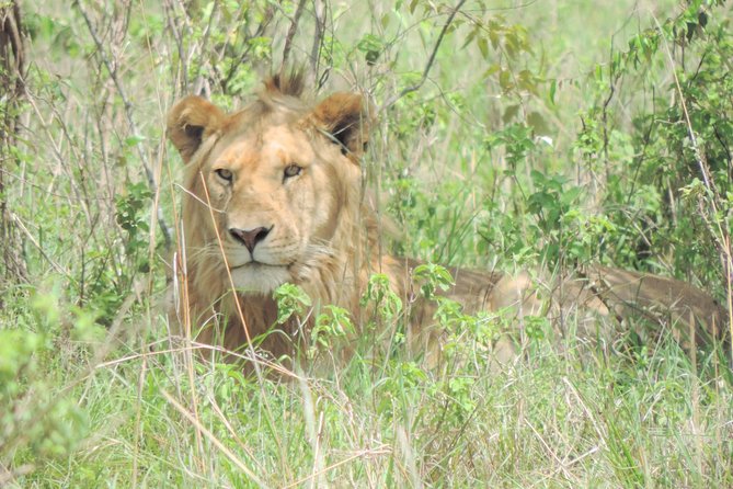 4 Days Masai Mara & Lake Nakuru Budget Safari From Nairobi - Highlights of Masai Mara