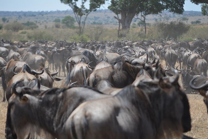 4 Days Tanzania Lodge Safari With Two Nights at Serengeti - Overview of the Safari