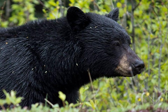 5.5 Hour Jasper Wildlife And Waterfalls Tour With Maligne Lake Cruise From Jasper Overview Of The Tour