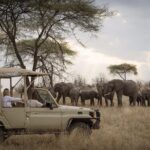 5 Days Safari In Serengeti And Ngorongoro Safari Overview