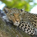 5 Days Tarangire, Serengeti, Ngorongoro & Manyara Budget Lodge Safari Tour Tour Overview