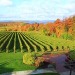 5 Hour Traverse City Wine Tour: 4 Wineries On Old Mission Peninsula Wine Tasting Experiences