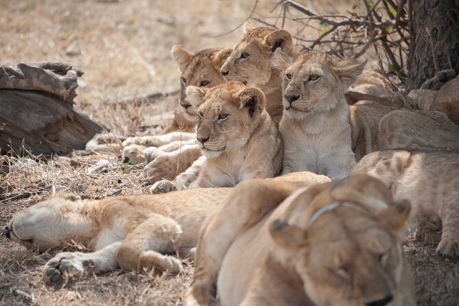 6-Day Private Camping Safari Tour From Kilimanjaro Airport - Tour Overview