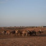 6 Hour Private Evening Desert Safari With Bbq Dinner Inclusions