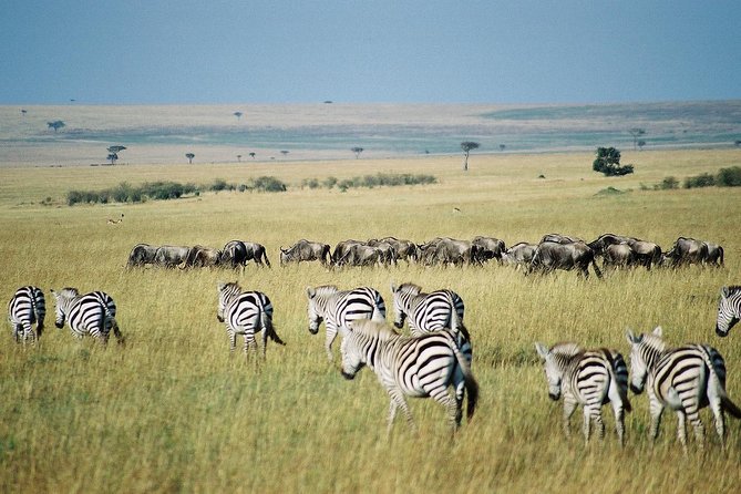 7-Day Maasai Mara, Lake Nakuru, Lake Naivasha and Amboseli Safari From Nairobi - Explore the Maasai Mara