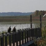 90 Minute Everglades Airboat Tour Near Orlando Florida Tour Overview And Details