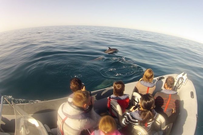 Algarve Dolphin Watching & Marine Life Eco Tour Tour Overview