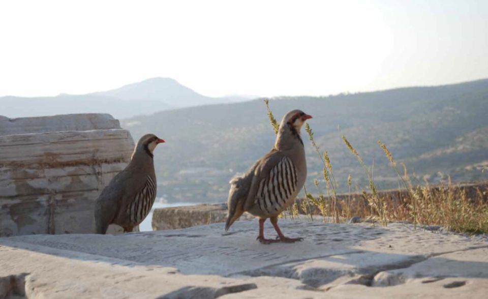 Athens: Cape Sounion & Poseidon Sunset Coastline Tour - Tour Overview