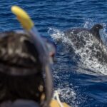 Azores Swim With Dolphins Atlantic Experience Overview Of The Tour