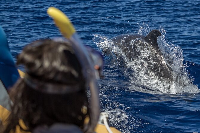 Azores Swim With Dolphins Atlantic Experience - Overview of the Tour