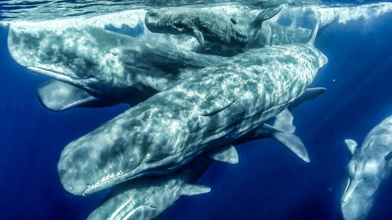 Azores: Whale Watching And Islet Boat Tour Tour Overview And Details