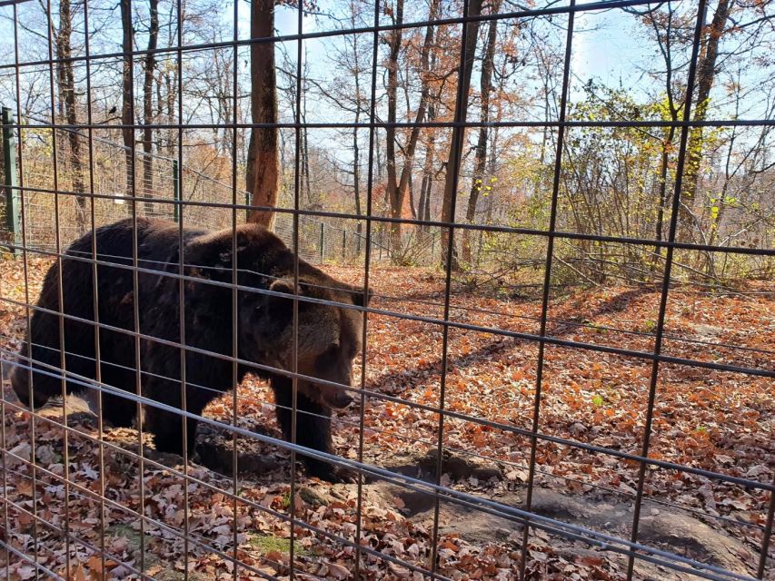 Bears Sanctuary, Bran Castle and Brasov City - Private Tour - Tour Overview