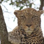 Big Five Luxury Safari In Tanzania Safari Highlights