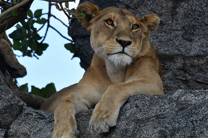 Big Five Luxury Safari in Tanzania **Sustainable Travel Approach - Safari Highlights