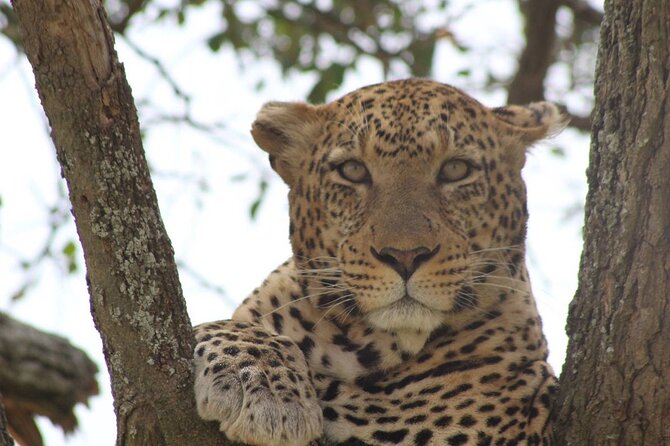 Big Five Luxury Safari in Tanzania - Safari Highlights