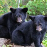 Black Bear Viewing And Walking At Outdoor Ctrs Canyon Saguenay Guided Tours Activity Overview