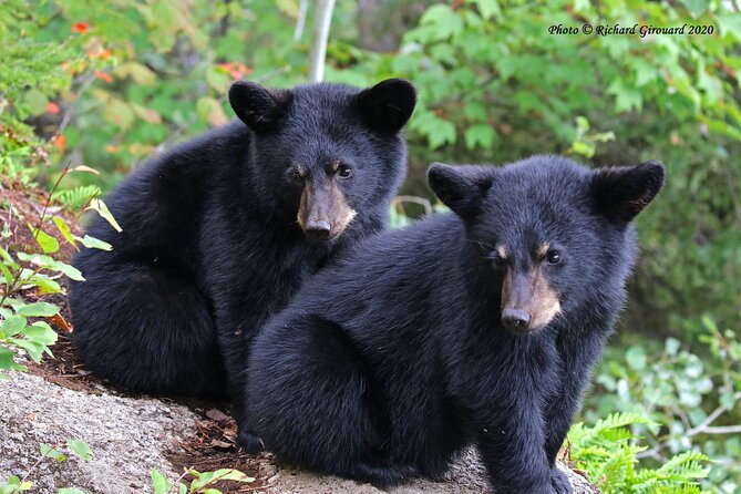 BLACK BEAR VIEWING AND WALKING AT OUTDOOR CTRS CANYON - Saguenay Guided Tours - Activity Overview