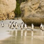 Boulders Beach Penguins Half Day Tour Highlights